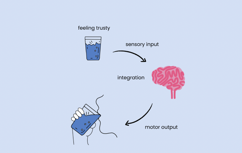 How the Sensory-Motor System Works from The Mind-Body Act Book